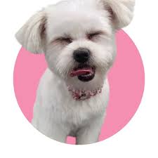 Full Service Grooming Salon