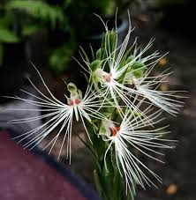 Image result for Habenaria silvatica