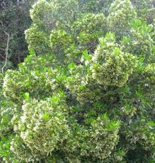 Image result for Pavetta cataractarum