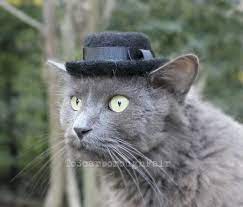 This Heisenberg Hat For Your Cat Hat For Cat Funny Pet Costumes Cats