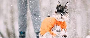 Check spelling or type a new query. Cachorro Sente Frio Descubra Se A Afirmacao E Real Petz