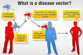 Understanding the pest factors in pest analysis. Vcehp Vector Control For Eh Professionals Ehs Cdc