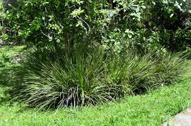 Image result for Dietes