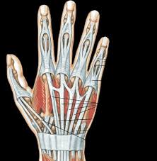 Image result for Elson Extensor Tendon Test