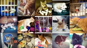 Petition · AVMA, Completely Condemn Declawing For Domestic Cats Like You  Did For Exotic Cats