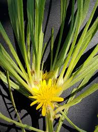 Image result for Geigeria filifolia