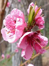 Image result for Prunus persica