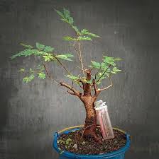 Jual Bahan Bonsai Mame Petai Cina Lamtoro Natural Di Lapak Kuriyama Bonsai Bukalapak