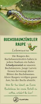 Buchsbaumzunsler Raupe Merkmale Bilder Plantura Buchsbaumzunsler Schadlinge Im Garten Gartentipps