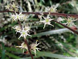 We did not find results for: Dwarf Cabbage Tree Cordyline Pumilio Inaturalist Nz