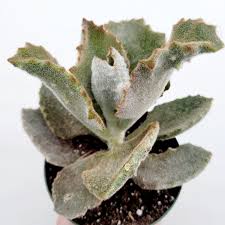 Image result for Kalanchoe brachyloba