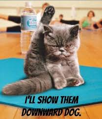 I Ll Show Them Downward Dog Pinned By Karmicfit Yoga Cat Animals Funny Humor Meme Pose Healthy Fitness Cat Yoga Cats Cute Animals