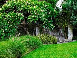Frangipani In Tropical Garden Plantingideas Topiary Plants Formalplanting Gardens Landscapede Garden Landscape Design Tropical Garden Australian Garden