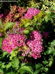 Image result for Spiraea x bumalda ´Crispa