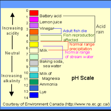 Beans, broccoli, turnips and tomatoes, squash, and onions all require fertile, slightly acid soil with a ph of 5.5 to 7.0. What Fruit And Vegetables Will Grow In Acid Soil Quora