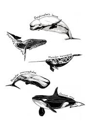 It is recognizable by its black body with a white underside and patches near each eye. Latin Whales A5 Giclee Print Whale Illustrations Black And White Whale Illustration Whale Whale Art