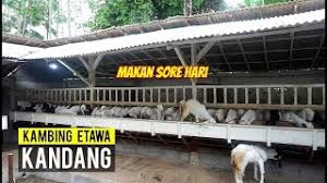 Desain kandang kambing etawa (bagian 2) 2. Aktivitas Kandang Kambing Etawa 14 Desember 2018 Youtube