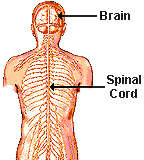 Vagus nerve controls muscles for. Neuroscience For Kids Explore The Nervous System