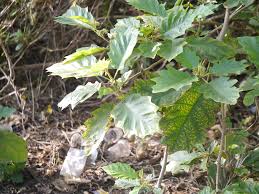 Image result for Solanum chrysotrichum