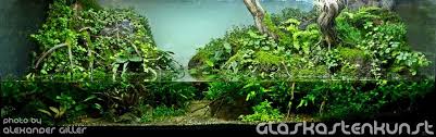 Pin On Fish Tanks
