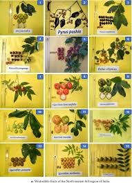 Image result for Grewia conocarpa