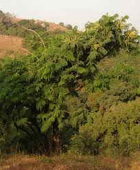 Image result for Entada abyssinica