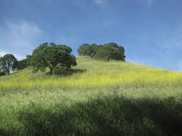 Walnut Creek Open Space California Photo By Julianna B California Photos California Dreamin Scenery
