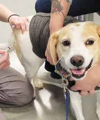 WITH GRATITUDE IMPACT REPORT