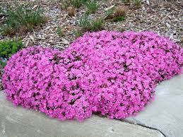 Power Perennials Plants That Thrive No Matter What Better Homes Gardens In 2021 Perennials Flowers Perennials Creeping Phlox