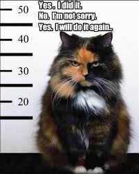 30 Funny Animal Memes To Make You Laugh Till You Drop Lovely Animals World Cats Cute Animals Funny Animal Pictures