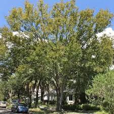 Image result for Ulmaceae