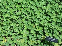 These perennial flower pictures will dazzle you with knowledge and bright imagery. 1108 Shade Garden Perennials Planttalk Colorado
