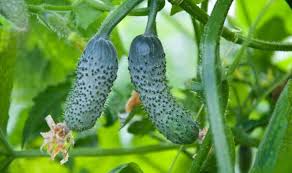 We did not find results for: How To Use Epsom Salt For Cucumbers Complete Guide
