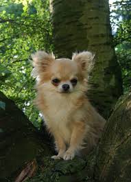 Chihuahua Chihuahua Dogs Chihuahua Love Dog Breeds