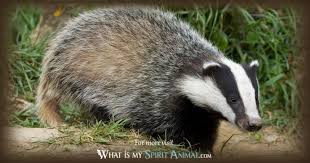 Badger Symbolism Meaning Spirit Totem Power Animal Power Animal British Wildlife Animal Symbolism