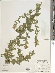 Image result for Argyrolobium fischeri