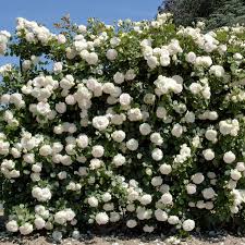 Rosal Trepador Blanco Palais Royal - Abonos Calsilla - Envío 24/48h