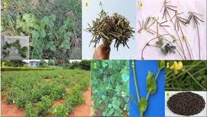 Image result for Macrotyloma daltonii