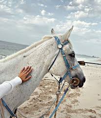 pin by بنت رشيد أحمد on hijab in 2020 animals horses beautiful