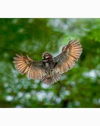 Image result for Antrocaryon nannanii