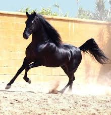 20:46:14 عاشقه نجمات العراق اصيل هميم. Ø®ÙŠÙ„ Ø§ØµÙŠÙ„ Ø§Ø¬Ù…Ù„ Ø§Ù„Ø®ÙŠÙ„ Ø§Ù„Ø¹Ø±Ø¨ÙŠ Ø§Ù„Ø§ØµÙŠÙ„ Ø§Ø­Ù„Ù‰ ÙƒÙ„Ø§Ù…