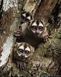 Colombian Night Monkey Kofan Puerto Asis Colombia Aotus Lemurinus Kofan Centro Ecoturistico Puerto Asis Putumayo Colombia 2019 Ada Animals Owl Bird
