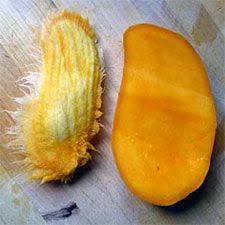 Manger Une Mangue Et La Faire Germer Legumes De Conteneur De Jardinage Cultiver Des Arbres Fruitiers Jardins