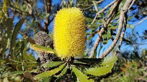 Image result for Banksia attenuata