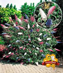 Sommerflieder Papillion Tricolor Top Qualitat Kaufen Baldur Garten Sommerflieder Pflanzen Schmetterlingsstrauch