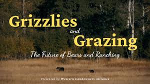 Grizzlies, Grazing And Saving The Wild Spaces Between Public Lands