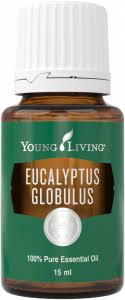 Clinical effects and management of eucalyptus oil ingestion in infants and young antihyperglycemic actions of eucalyptus globulus (eucalyptus) are associated with pancreatic and. How To Use Young Living S Three Eucalyptus Essential Oil Young Living Blog