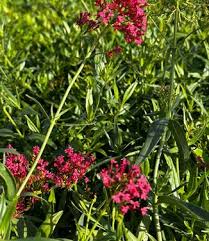 Image result for Centranthus