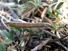 Image result for Tephrosia pumila