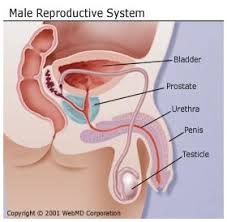 Learn vocabulary, terms and more with flashcards, games and other study tools. The Male Reproductive System Organs Function And More